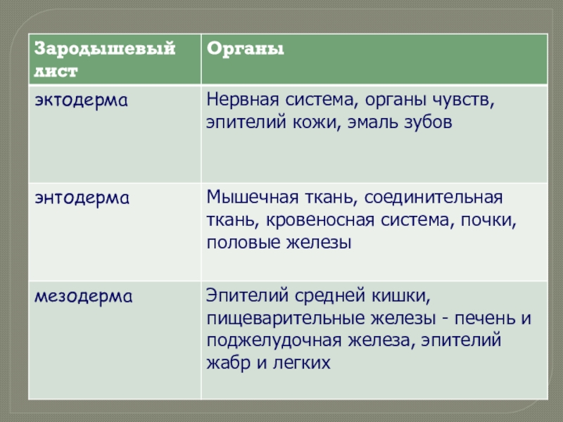 Зародышевые листки ткани. Зародышевые листки эктодерма энтодерма мезодерма. Зародышевые листки и органы. Зародышевые листки и ткани. Зародышевый листок и органы таблица.