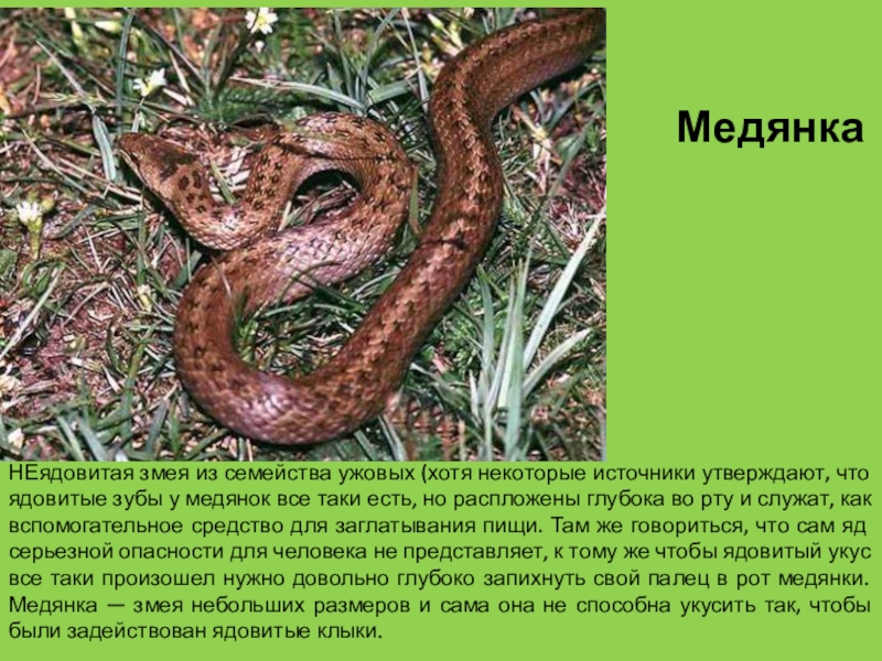 Медянка как выглядит змея фото и описание