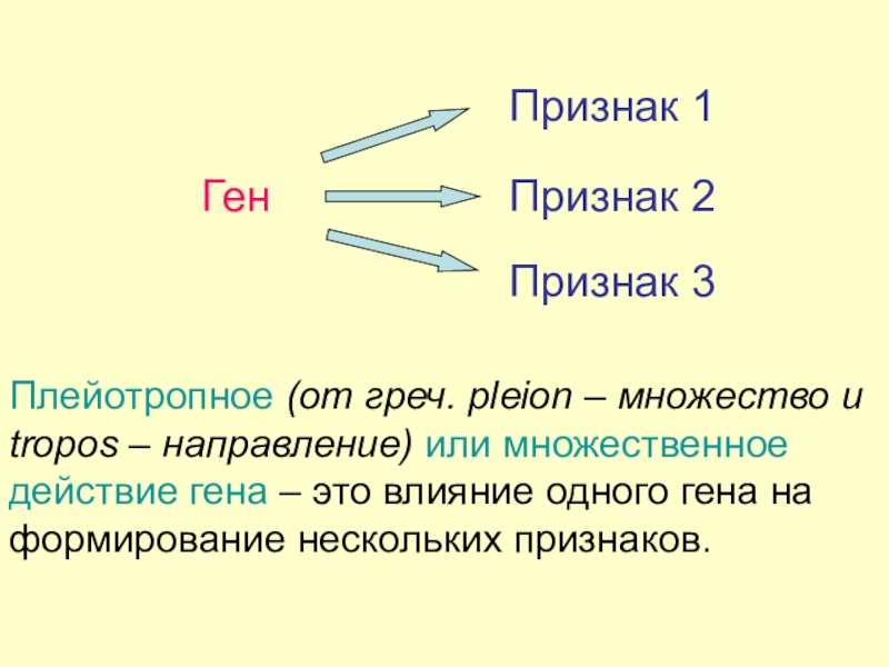 Один ген соответствует