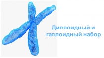 Диплоидный и гаплоидный набор