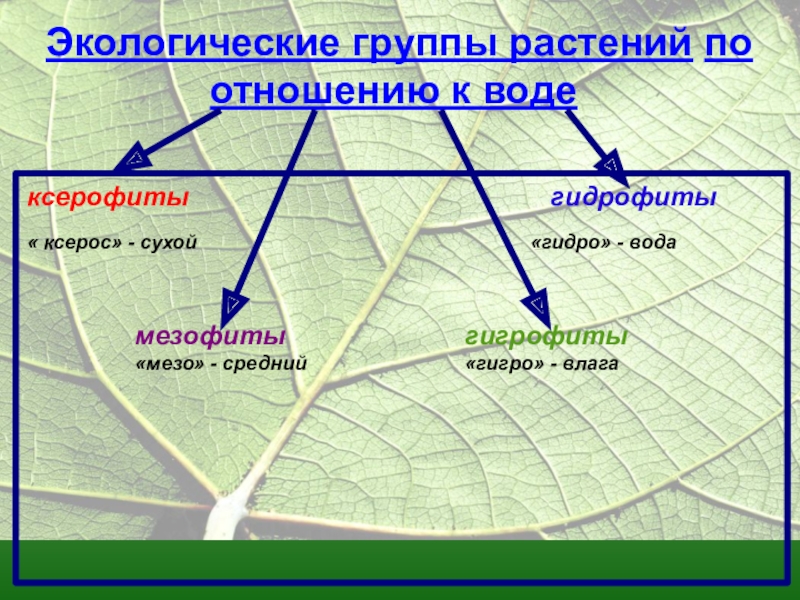 Основные экологические группы растений биология 7 класс