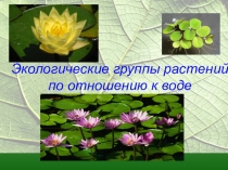 Экологические группы растений по отношению к воде