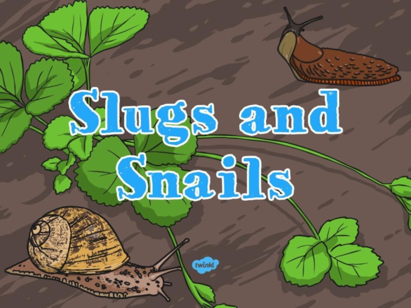 All-About-Slugs-and-Snails