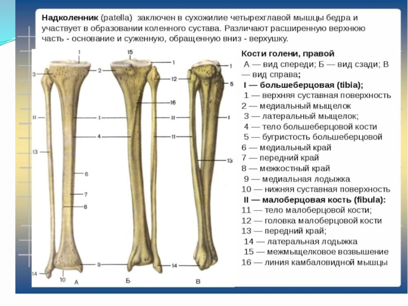 Кости голени соединения. Большеберцовая кость и малоберцовая кости. Большая берцовая кость анатомия. Большая берцовая кость анатомия человека. Кости голени малоберцовая кость.