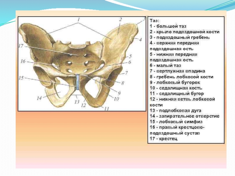 Схема строения женского таза