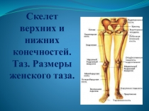 Скелет верхних и нижних конечностей. Таз. Размеры женского таза