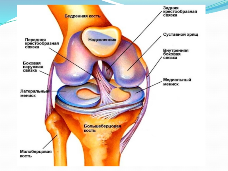 Со связками. Связки коленного сустава анатомия. Коленный сустав строение мениск.