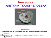 Тема урока: КЛЕТКИ И ТКАНИ ЧЕЛОВЕКА