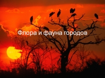 Флора и фауна городов
