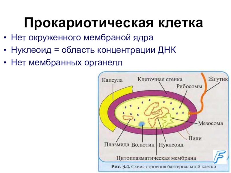 Клетки прокариот имеют ядро. Нуклеоид Прокариотическая клетка. Структура прокариотической клетки. Строение прокариотических клеток. 1. Строение прокариотной клетки.