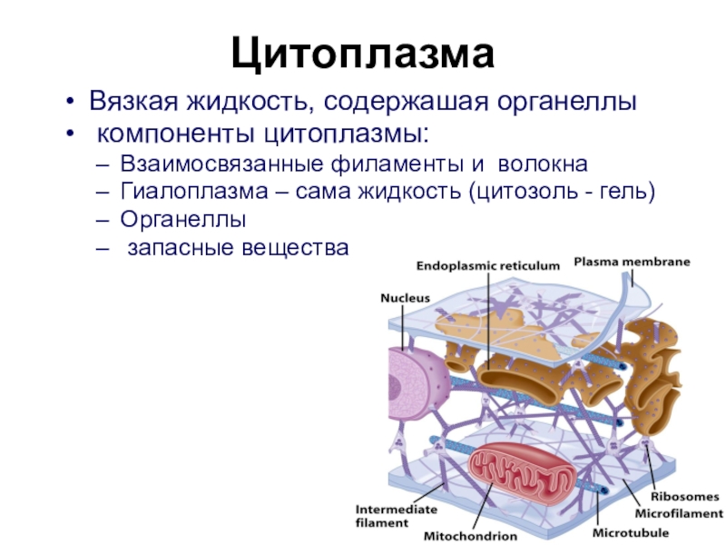 Постоянные структурные компоненты цитоплазмы носят название. Строение цитоплазмы. Цитоплазма и цитозоль. Цитоплазма это вязкая жидкость. Цитоплазма клетки цитозоль органоиды.