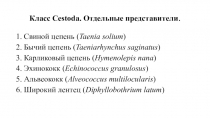 Класс Cestoda. Отдельные представители