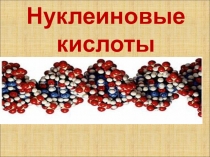 Нуклеиновые кислоты