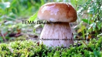 ТЕМА: Лишайники
