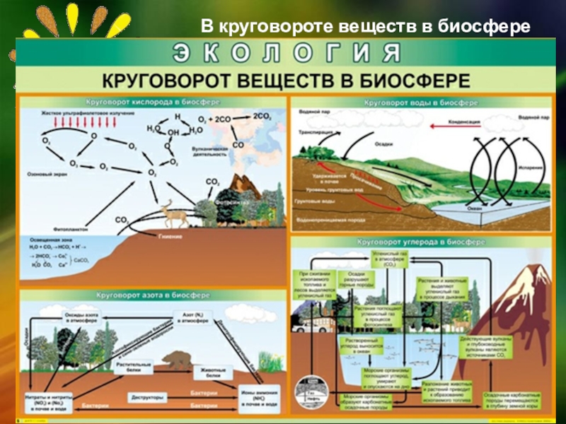 Доклад Биосфера Земная Оболочка