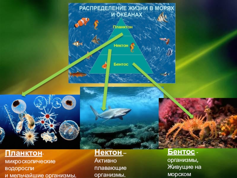 Презентация планктон нектон бентос