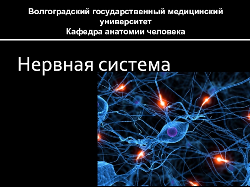 Волгоградский государственный медицинский университет Кафедра анатомии человека