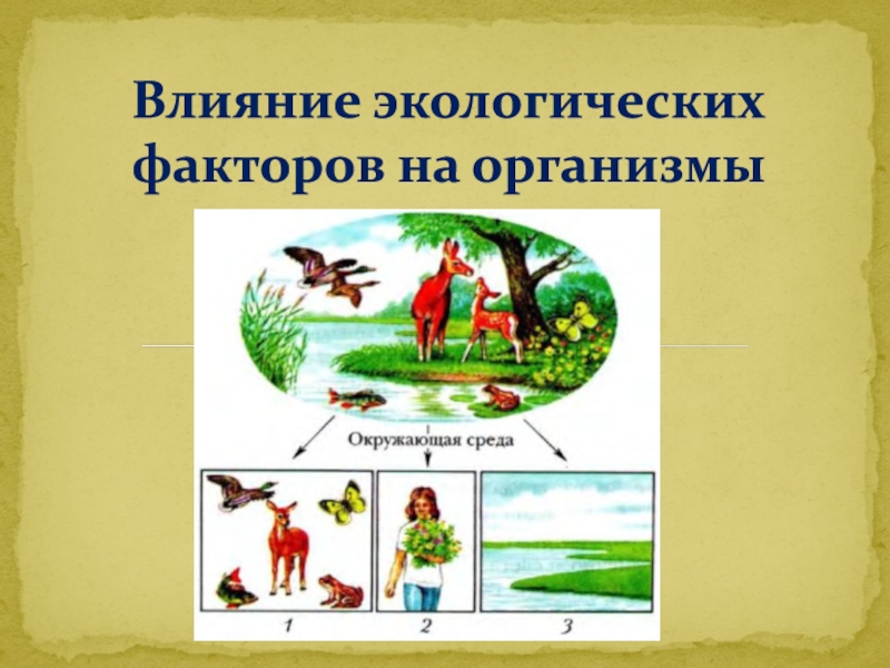 Презентация Влияние экологических факторов на организмы