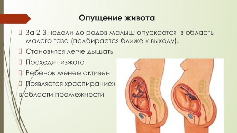 Низко начинаются. Опущение живота. Предвестники родов презентация. Опущение малыша в малый таз. Как опускается ребенок перед родами.