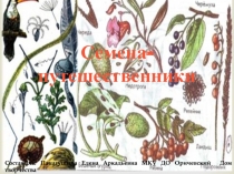 Семена-путешественники