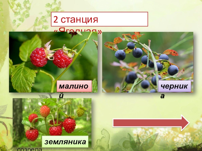 Ягоды названия. Станция Ягодная. В названии этой ягоды спрятан цвет. Станция Ягодная фото.