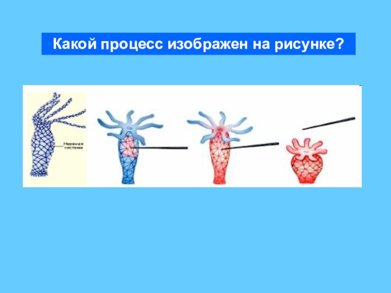 На рисунке изображен процесс иллюстрирующий присущее всем живым организмам свойство