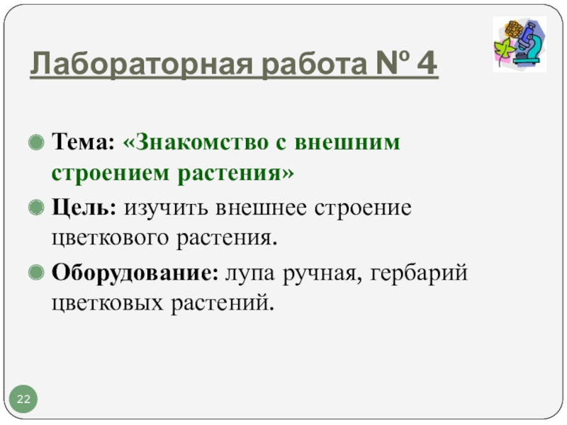 Лабораторная работа изучение внешнего строения растения