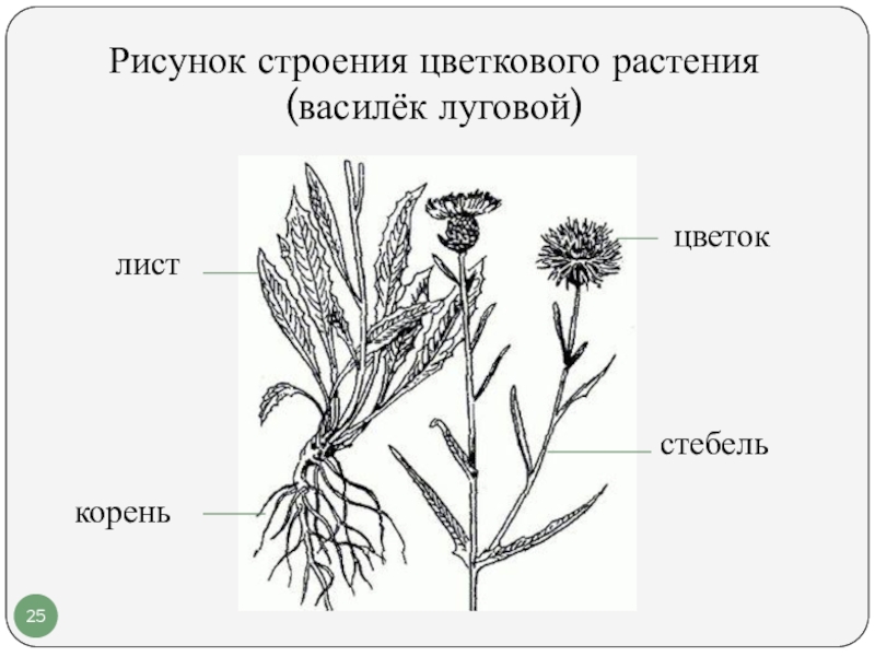 Василек луговой рисунок 2 класс окружающий мир