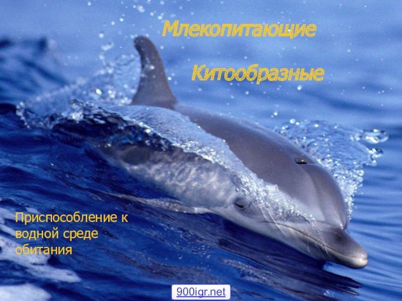 Презентация Млекопитающие
Приспособление к водной среде обитания
Китообразные
900igr.net