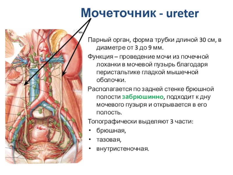 Схема мочеточника у женщин