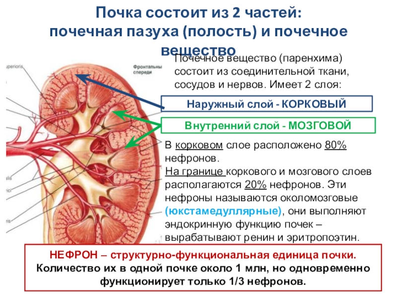 Слои паренхимы почки. Строение паренхимы почек. Строение паренхимы почки анатомия. Паренхима почки 12 мм. Паренхима почки наружный слой.