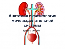 Анатомия и физиология мочевыделительной системы