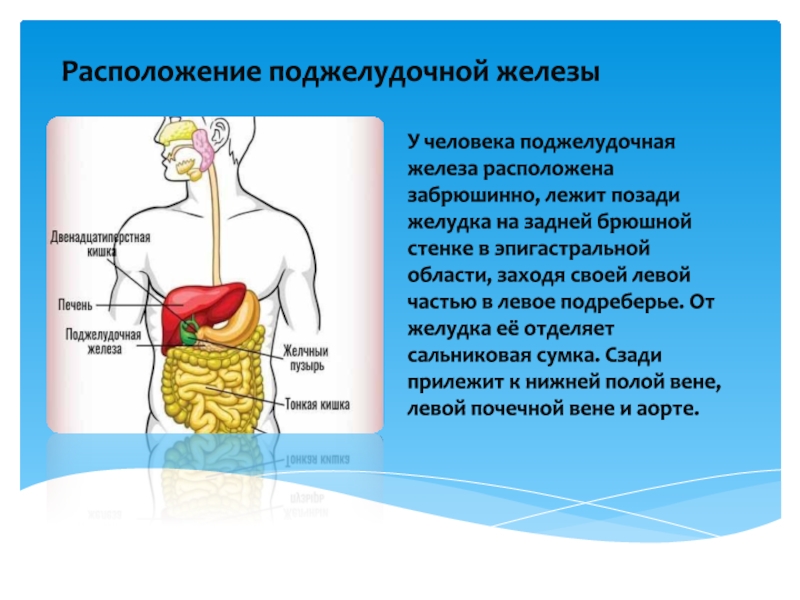 Где поджелудок. Анатомия человека поджелудочная железа расположение. Поджелудочная расположение. Где находитьсяподжелудочная железа. Поджелудочная железа расположен.
