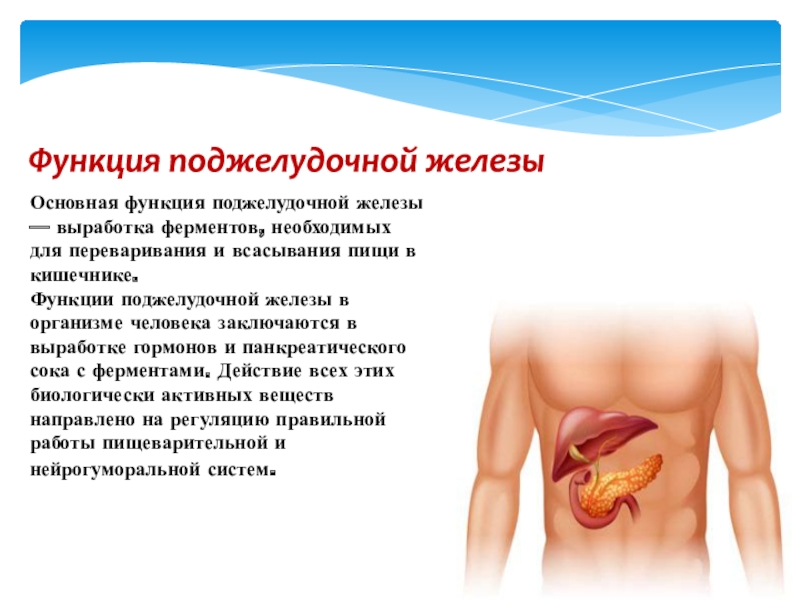 Поджелудочная железа человека функции