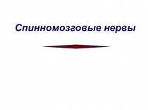 Cпинномозговые нервы