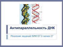 Антипараллельность ДНК