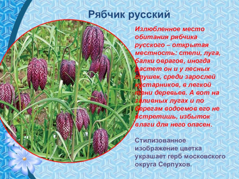 Рябчик по составу. Рябчик русский описание. Рябчик шахматный. Место обитания рябчика.