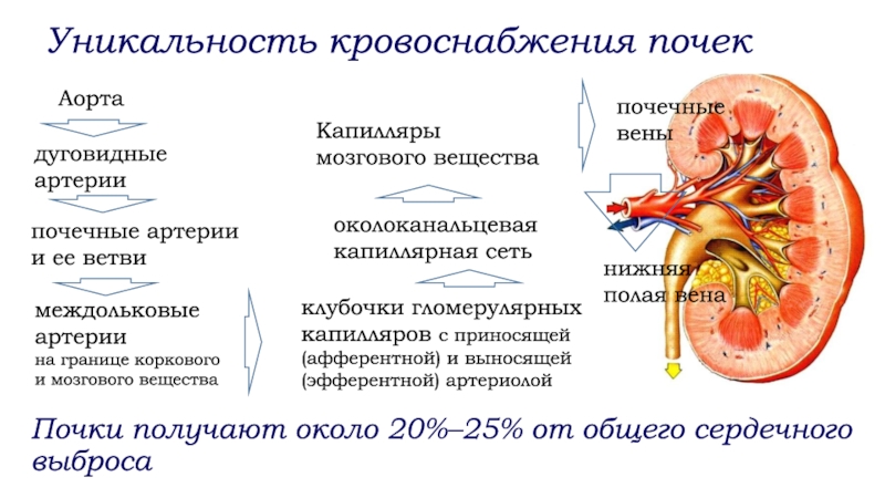 Анатомо физиологические особенности мочевыделительной системы у детей презентация