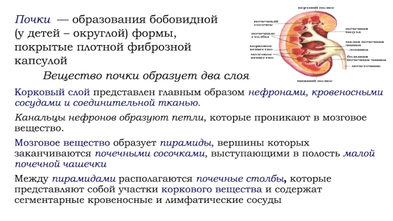 Анатомо физиологические особенности мочевыделительной системы у детей презентация