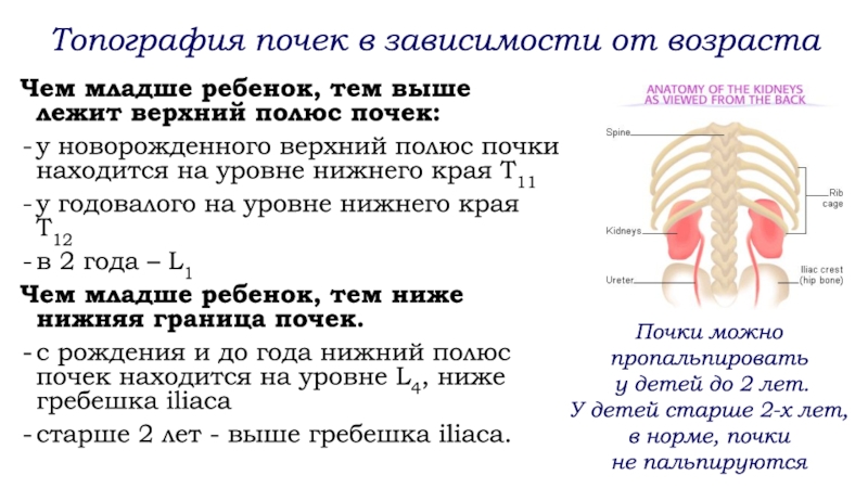 Скелетотопия почек. Топография почек. Почки детей раннего возраста. Границы почек.