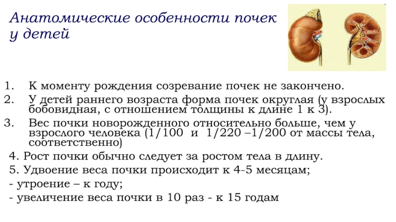 Анатомо физиологические особенности мочевыделительной системы у детей презентация