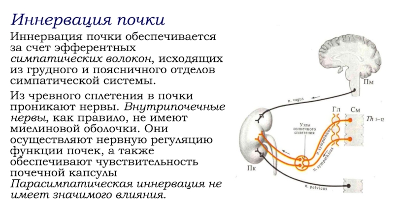 Эфферентная иннервация презентация