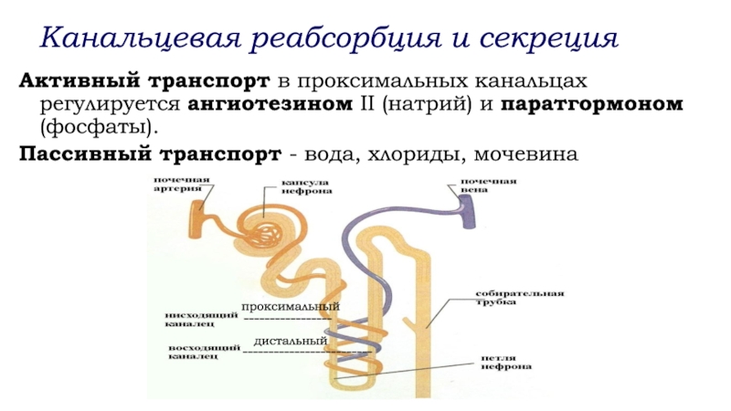 Анатомо физиологические особенности мочевыделительной системы у детей презентация