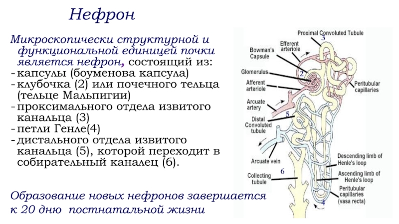 Афо почек и мочевыводящих путей у детей презентация