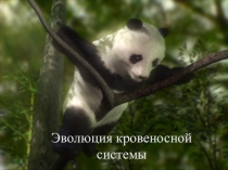 Эволюция кровеносной системы