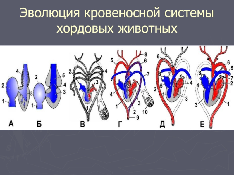 Эволюция общего плана строения кровеносной системы хордовых