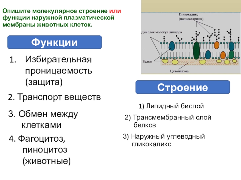 Гликокаликс функции