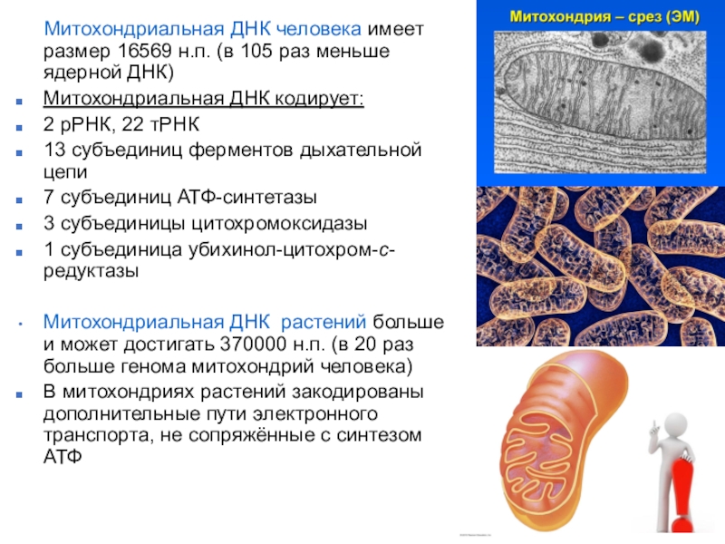 Митохондриальная днк. Митохондриальная ДНК растений. Митохондриальная ДНК презентация. Ядерная и митохондриальная ДНК. Размер ДНК человека.