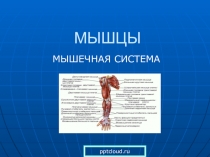 МЫШЦЫ