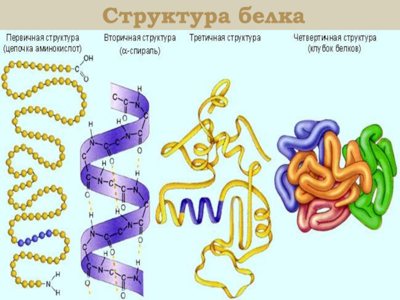 4 структуры белка. Структуры белка. Строение белков. Строение белка. Как выглядит первичная структура белка.